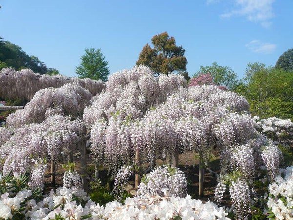【千葉県内※銚子・茂原発着ルートを除く発】 国産網目メロン1玉付! 世界に誇る藤の楽園「あしかがフラワーパーク」と 碧の楽園「国営ひたち海浜公園のネモフィラ」2